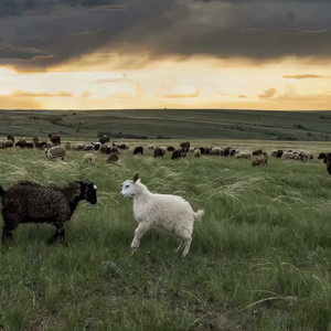 jizzjiz熟丰满老妇日本
